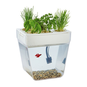 акваферма (1)